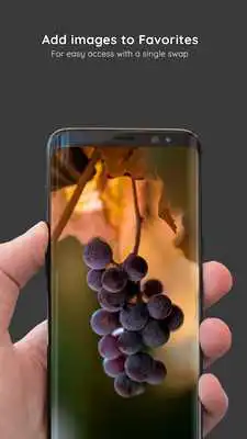 Play Fruits Wallpapers