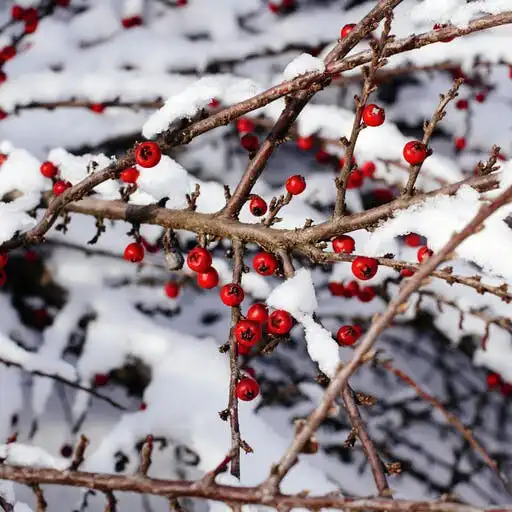 Play Fruit Trees Wallpapers - Sweet APK