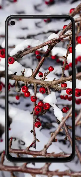 Play Fruit Trees Wallpapers - Sweet and enjoy Fruit Trees Wallpapers - Sweet with UptoPlay Play Fruit Trees Wallpapers - Sweet and enjoy Fruit Trees Wallpapers - Sweet with UptoPlay