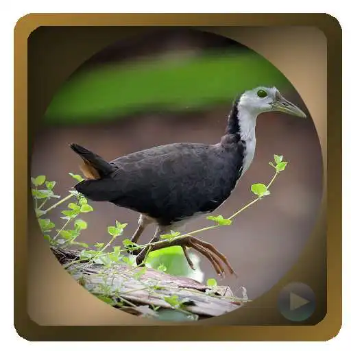 Free play online Full Chirping Birds Ruak-Ruak APK