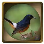 Free play online Full Chirping Murai Batu Medan APK Free play online Full Chirping Murai Batu Medan APK