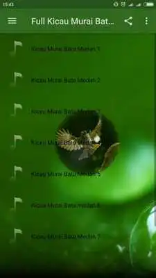 Play Full Chirping Murai Batu Medan