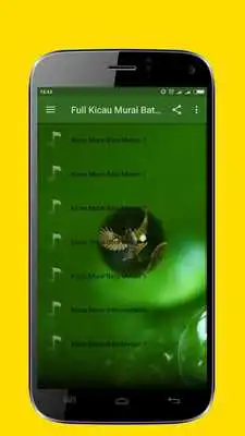 Play Full Chirping Murai Batu Medan