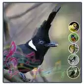 Free play online Full Kicau Burung Cililin APK
