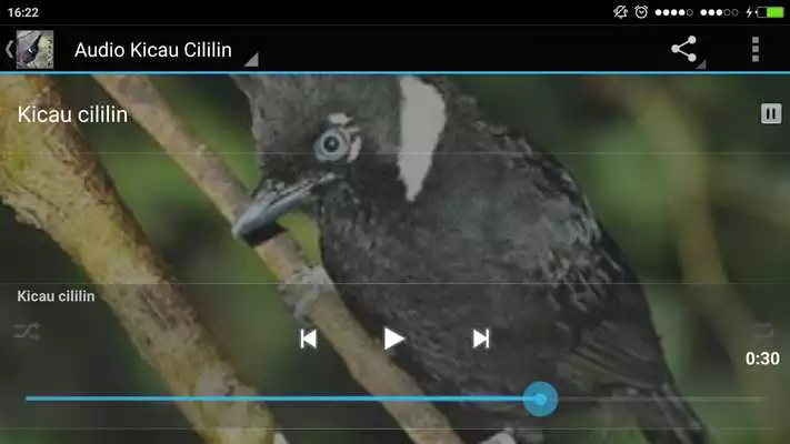 Play Full Kicau Burung Cililin