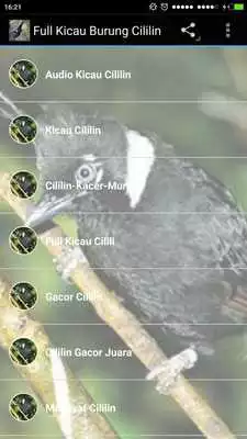 Play Full Kicau Burung Cililin