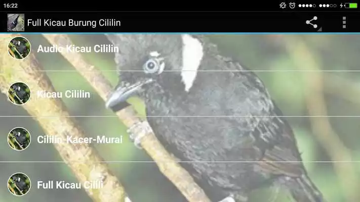 Play Full Kicau Burung Cililin