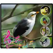 Free play online Full Kicau Burung Jalak APK Free play online Full Kicau Burung Jalak APK