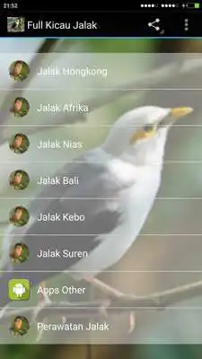 Play Full Kicau Burung Jalak