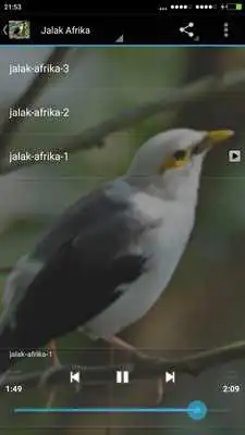 Play Full Kicau Burung Jalak