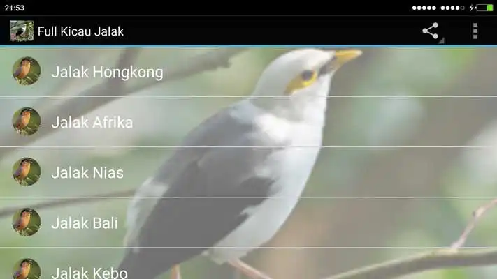 Play Full Kicau Burung Jalak