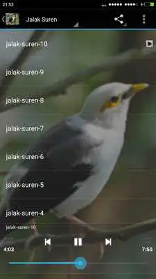 Play Full Kicau Burung Jalak