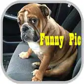 Free play online Fun Fun Vid - Funny Pic APK Free play online Fun Fun Vid - Funny Pic APK