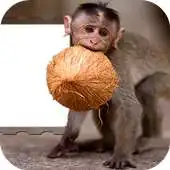 Free play online Fun Monkey Photo Frame APK Free play online Fun Monkey Photo Frame APK