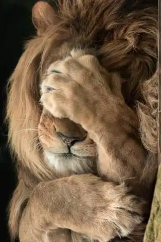 Play Funny and very interesting photos  and enjoy Funny and very interesting photos with UptoPlay