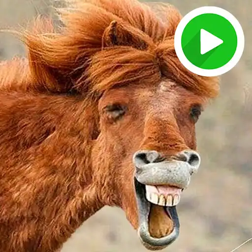 Play Funny Animal Animated Sticker APK