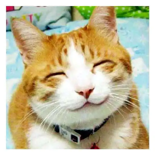 Play Funny Animal Pics APK