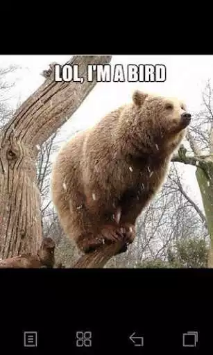 Play Funny Animal Pics and enjoy Funny Animal Pics with UptoPlay Play Funny Animal Pics and enjoy Funny Animal Pics with UptoPlay