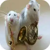 Free play online Funny Animal Pictures APK Free play online Funny Animal Pictures APK