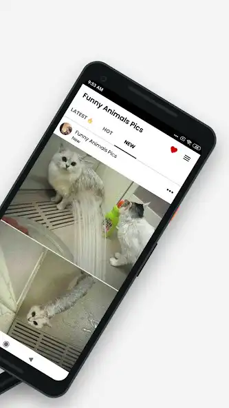 Play Funny Animal Pictures Memes as an online game online Funny Animal Pictures Memes with UptoPlay Play Funny Animal Pictures Memes as an online game Funny Animal Pictures Memes with UptoPlay