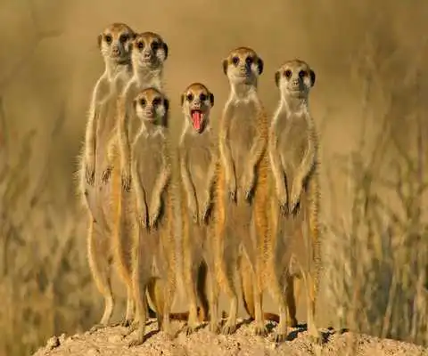 Play Funny Animal Pictures