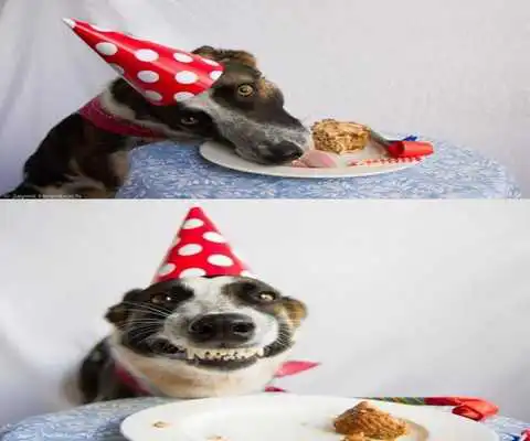 Play Funny Animal Pictures