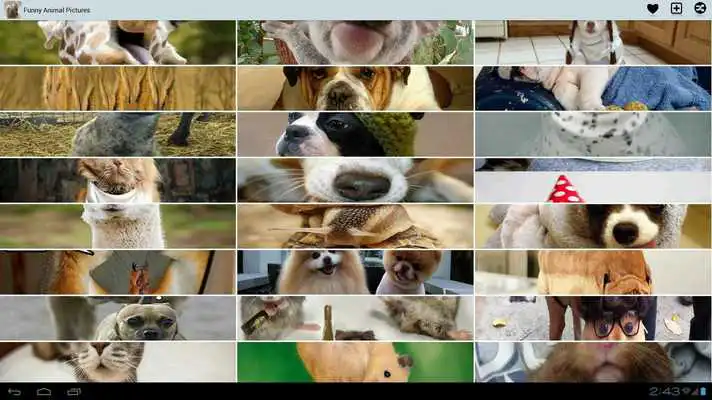 Play Funny Animal Pictures