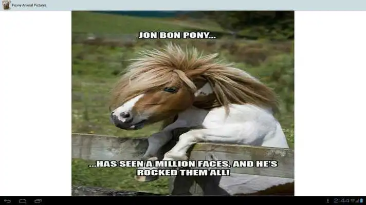 Play Funny Animal Pictures