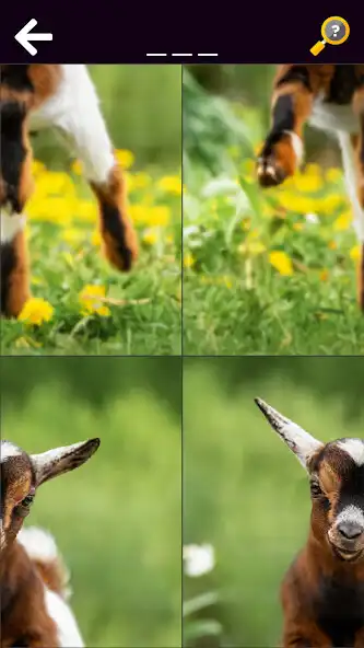 Play Funny Animals  Dinosaurs  and enjoy Funny Animals  Dinosaurs with UptoPlay