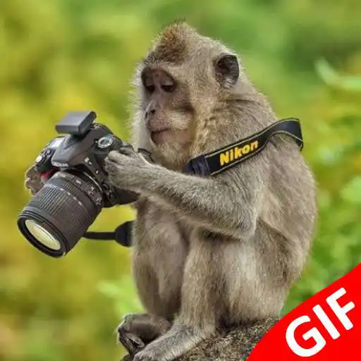 Play Funny Animals GIF APK
