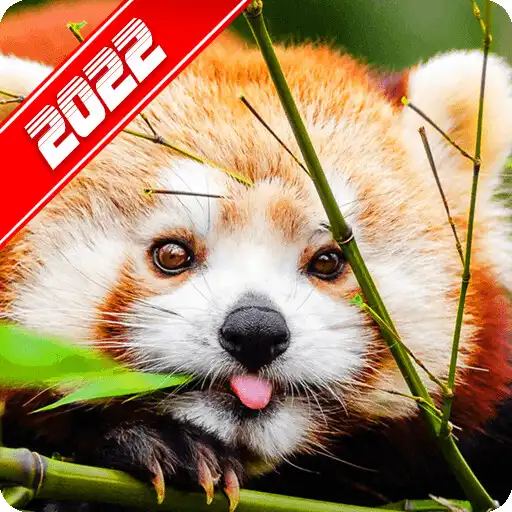 Play Funny Animals Pictures APK Play Funny Animals Pictures APK