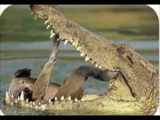 Play Funny Animals Pictures as an online game Funny Animals Pictures with UptoPlay