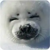 Free play online Funny Animals Wallpapers #1 APK