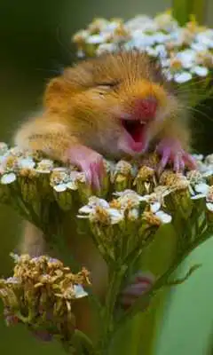 Play Funny Animals Wallpapers #1