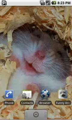 Play Funny Animals Wallpapers #1