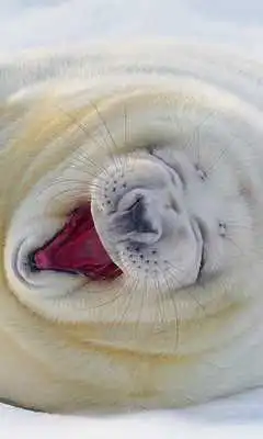 Play Funny Animals Wallpapers #1