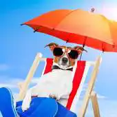 Free play online Funny Animals Wallpapers APK