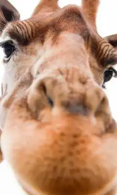 Play Funny Animals Wallpapers