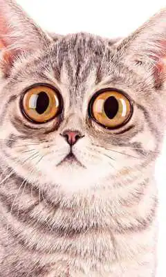 Play Funny Animals Wallpapers