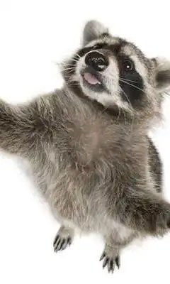 Play Funny Animals Wallpapers