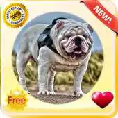 Free play online Funny Bulldog Wallpapers APK