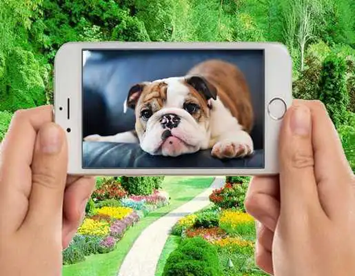 Play Funny Bulldog Wallpapers