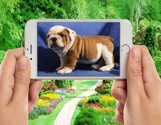 Play Funny Bulldog Wallpapers