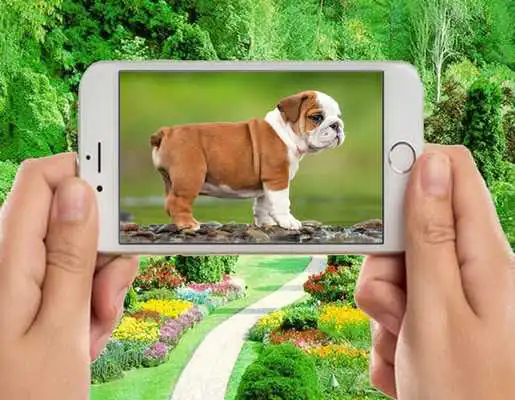 Play Funny Bulldog Wallpapers