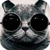 Free play online Funny Cat 3D Locker Theme APK