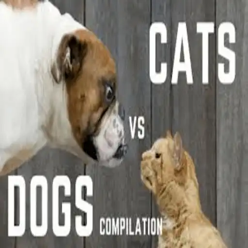 Play Funny Cat Dog videos APK Play Funny Cat Dog videos APK