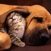 Free play online Funny cats and dogs Puzzles APK