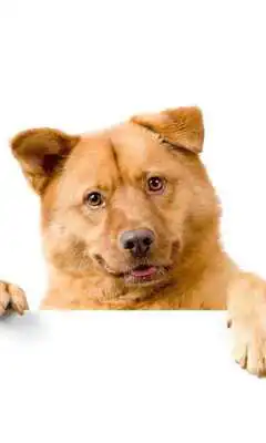 Play Funny cats and dogs Puzzles