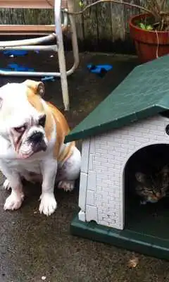 Play Funny cats and dogs Puzzles