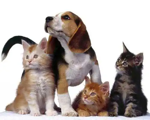 Play Funny cats and dogs Puzzles